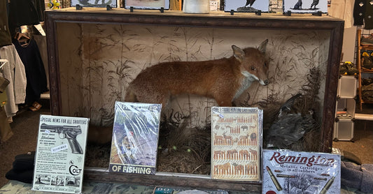 Taxidermy Fox in Case